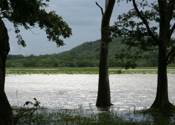 Хабарана, Шри-Ланка, фото № 52481 – фотографии Шри-Ланки