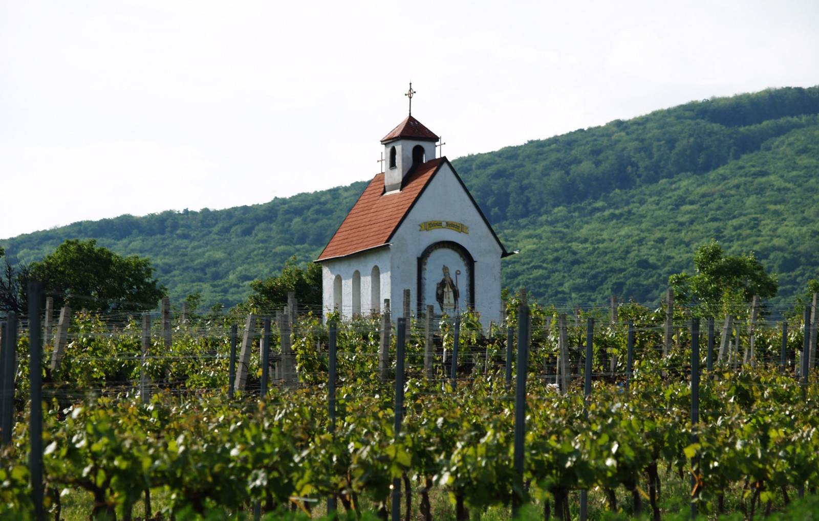Церквушка среди виноградников Венского леса – фотографии Австрии