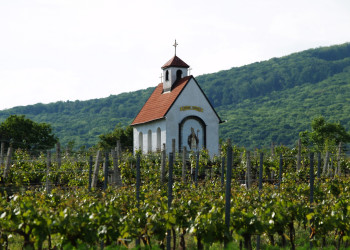 Церквушка среди виноградников Венского леса – фотографии Австрии