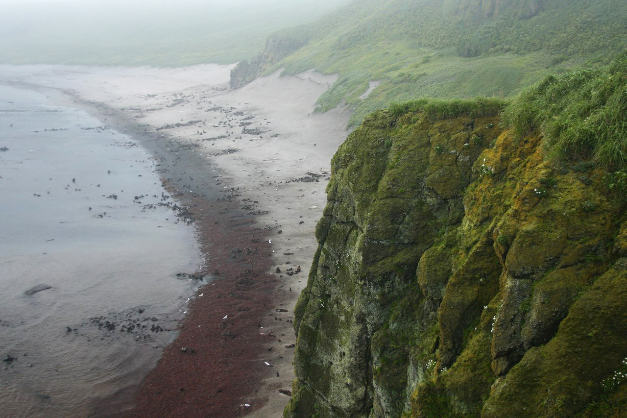 Лежбище Северо-Западное Остров Беринга. Фото 1 – фотографии России