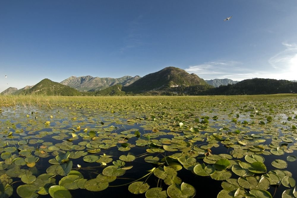 Озеро в Национальном парке, Черногория. Фото 11 – фотографии Черногории