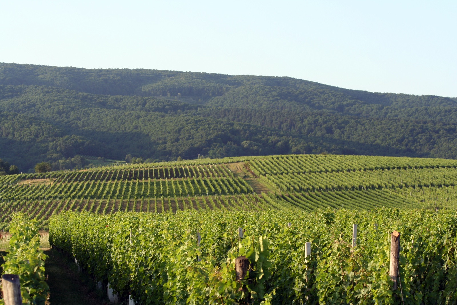 Джяково. Фото 53 – фотографии Хорватии