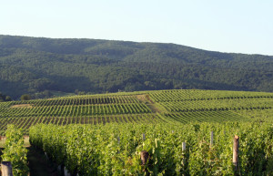 Джяково. Фото 53 – фотографии Хорватии