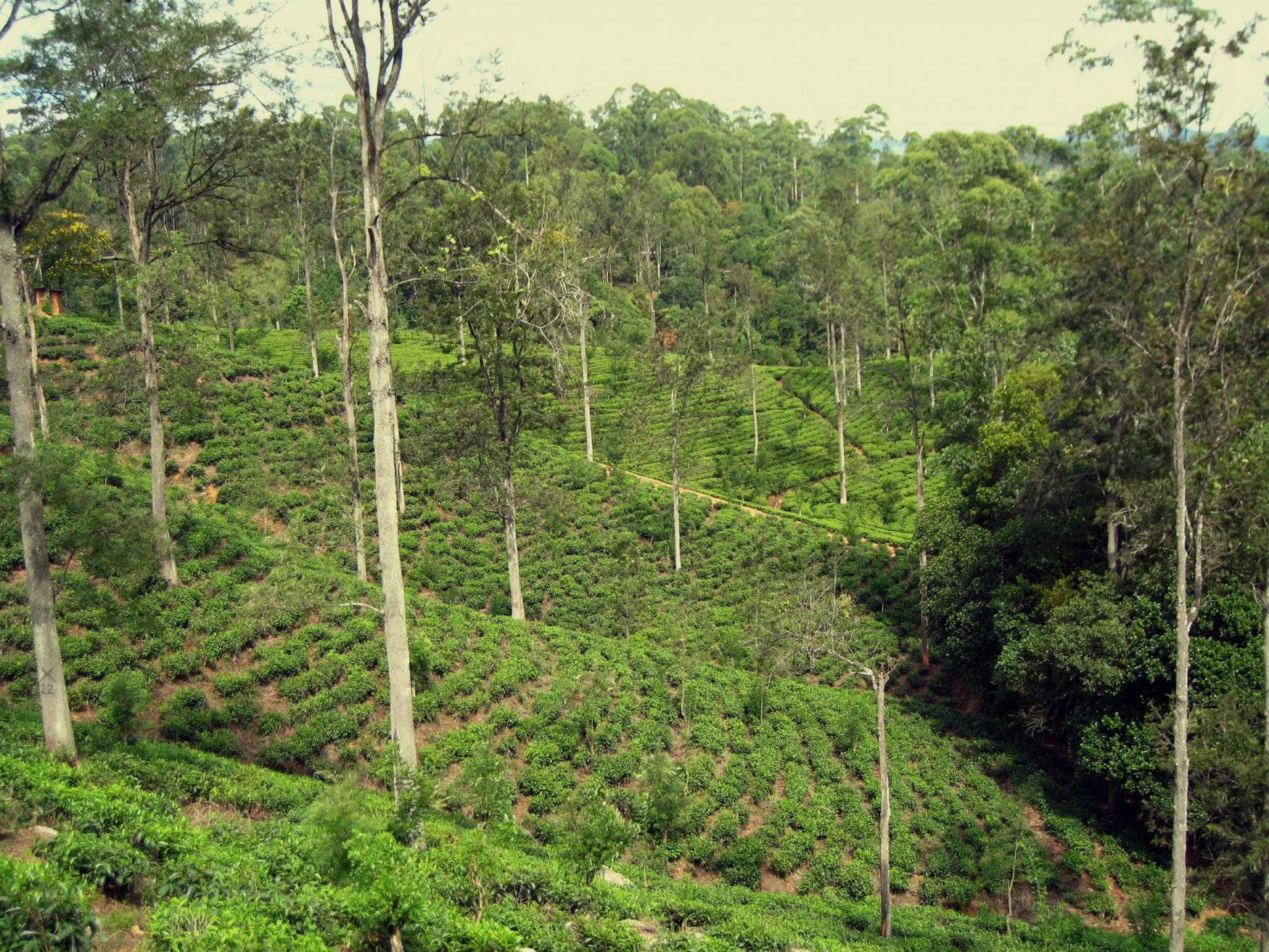 Нувара Элия, Шри-Ланка, фото № 52099 – фотографии Шри-Ланки