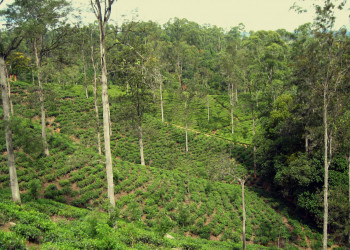 Нувара Элия, Шри-Ланка, фото № 52099 – фотографии Шри-Ланки