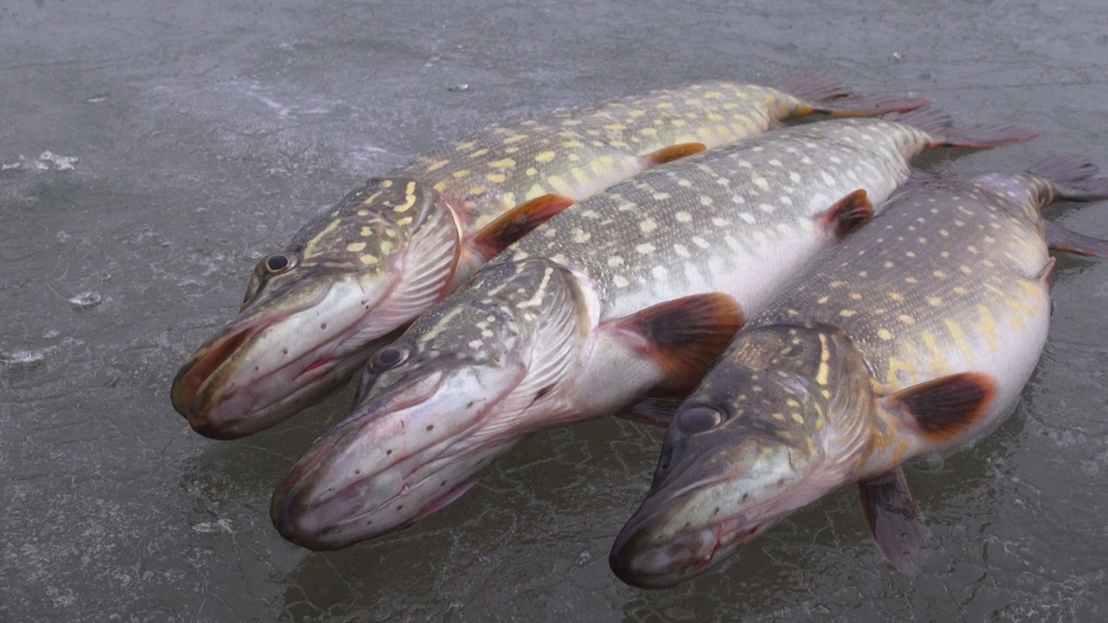 Якутия рыбалка – фотографии России