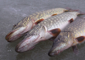 Якутия рыбалка – фотографии России