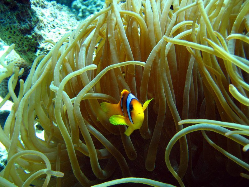 Марса-Алам, Египет, фото № 35346 – фотографии Египта