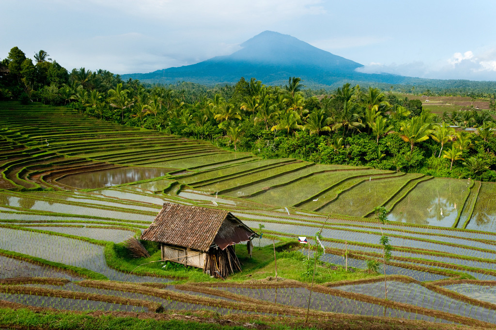 Рисовые террасы на острове Бали – фотографии Индонезии