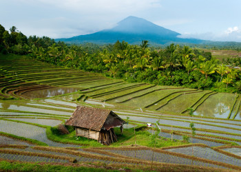 Рисовые террасы на острове Бали – фотографии Индонезии