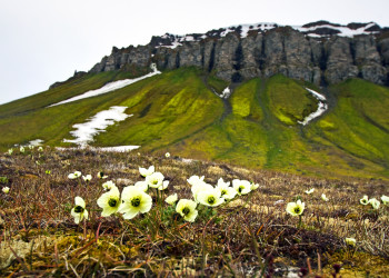 Остров Нортбрук, архипелаг Земля Франца-Иосифа. Фото 1 – фотографии России