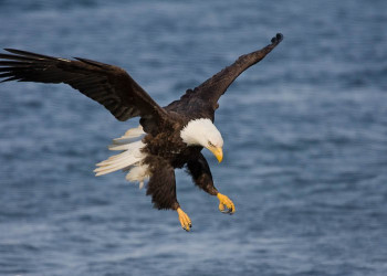 Аляска штат, США, фото № 67714 – фотографии США