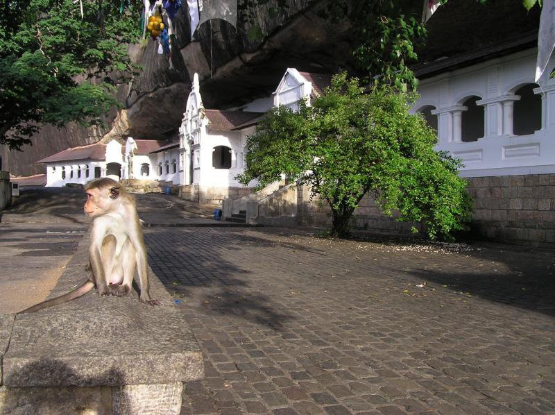 Дамбулла, Шри-Ланка, фото № 51029 – фотографии Шри-Ланки