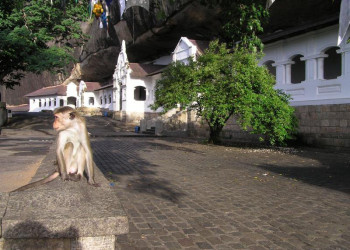 Дамбулла, Шри-Ланка, фото № 51029 – фотографии Шри-Ланки