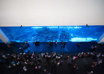 Аквариум Дубай – фотографии ОАЭ