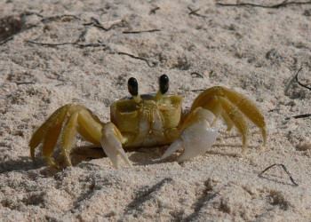 Доминикана, фото № 411 – фотографии Доминиканы