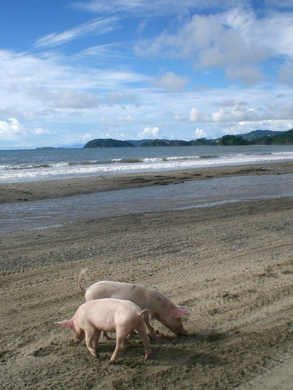 Плайя Брасилито, Гуанакасте провинция, Коста-Рика, фото № 39434 – фотографии Коста-Рики