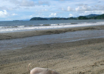 Плайя Брасилито, Гуанакасте провинция, Коста-Рика, фото № 39434 – фотографии Коста-Рики