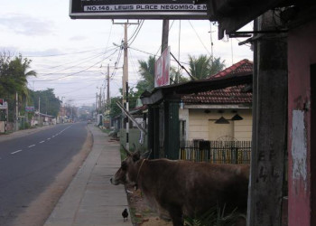 Негомбо, Шри-Ланка, фото № 51902 – фотографии Шри-Ланки