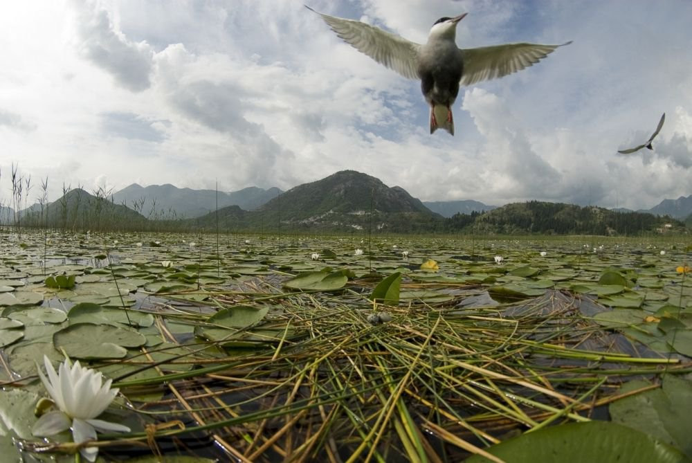 Птица на озере, Черногория. Фото 6 – фотографии Черногории