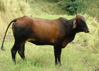 Коста-Рика, фото № 774 – фотографии Коста-Рики