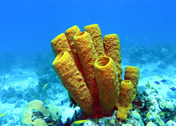 Тёркс и Кайкос, фото № 4102 – фотографии Тёркс и Кайкос