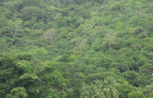 Монтезума, Пунтаренас провинция, Коста-Рика, фото № 40813 – фотографии Коста-Рики