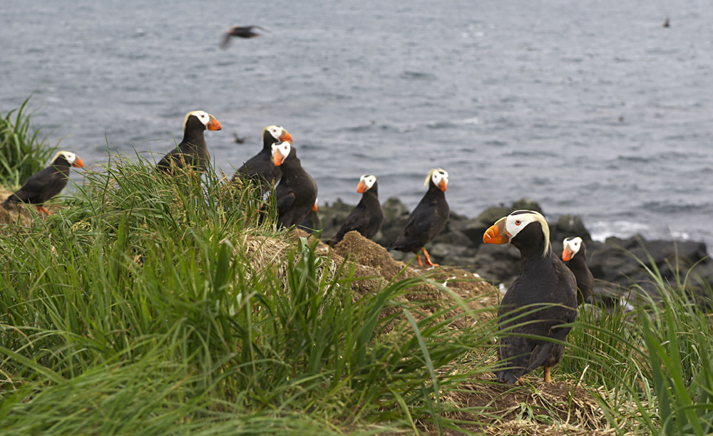 Птицы Топорки. Фото 1 – фотографии России
