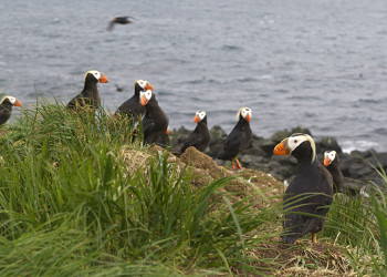 Птицы Топорки. Фото 1 – фотографии России