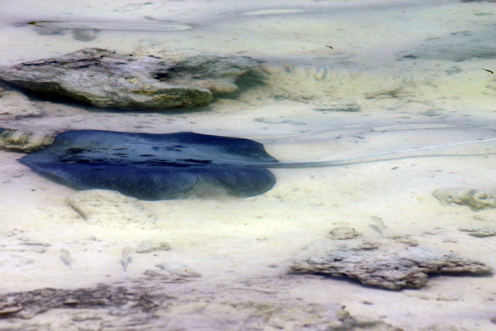 Скат – фотографии Мальдивских островов