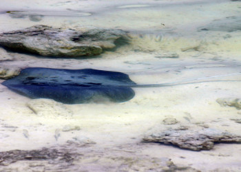 Скат – фотографии Мальдивских островов