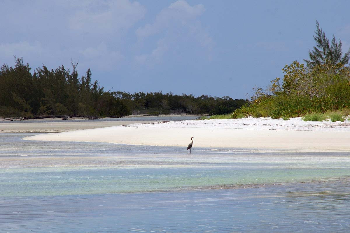 Птица в Инагуа, Багамские острова. Фото 5 – фотографии Багамских островов