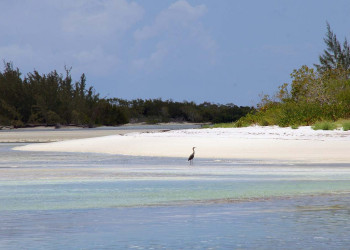 Птица в Инагуа, Багамские острова. Фото 5 – фотографии Багамских островов
