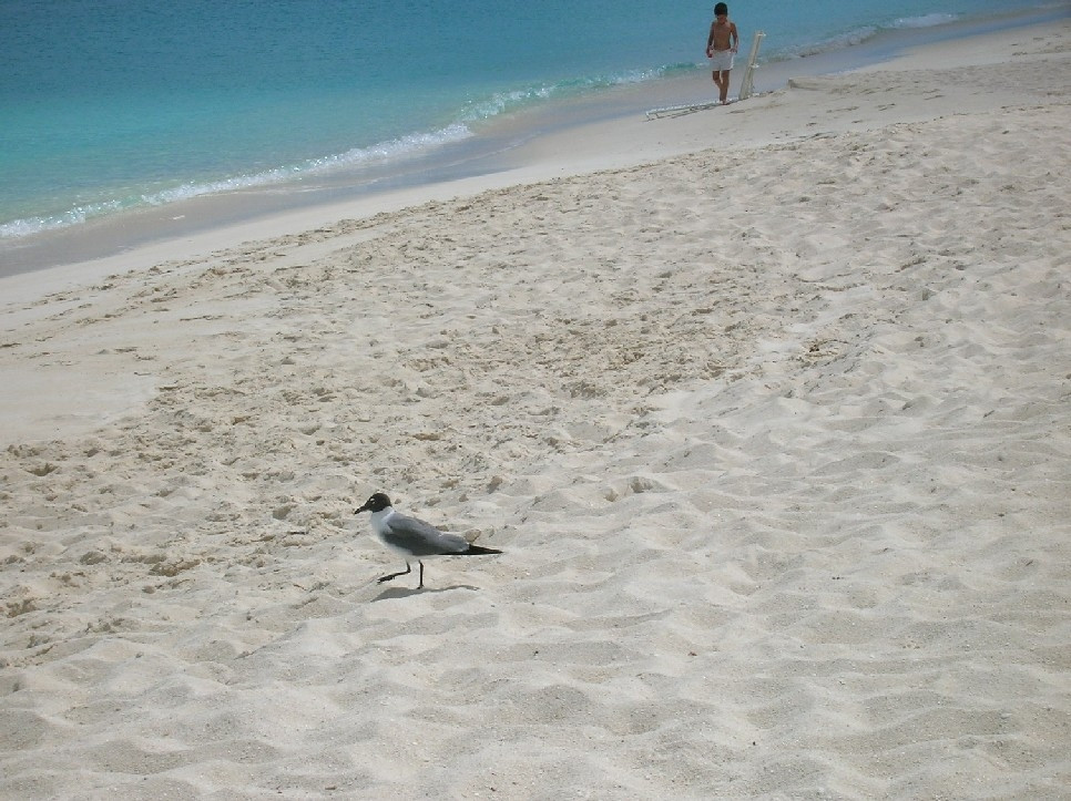 Пляж на острове Сан-Сальвадор, Багамские острова. Фото 1 – фотографии Багамских островов