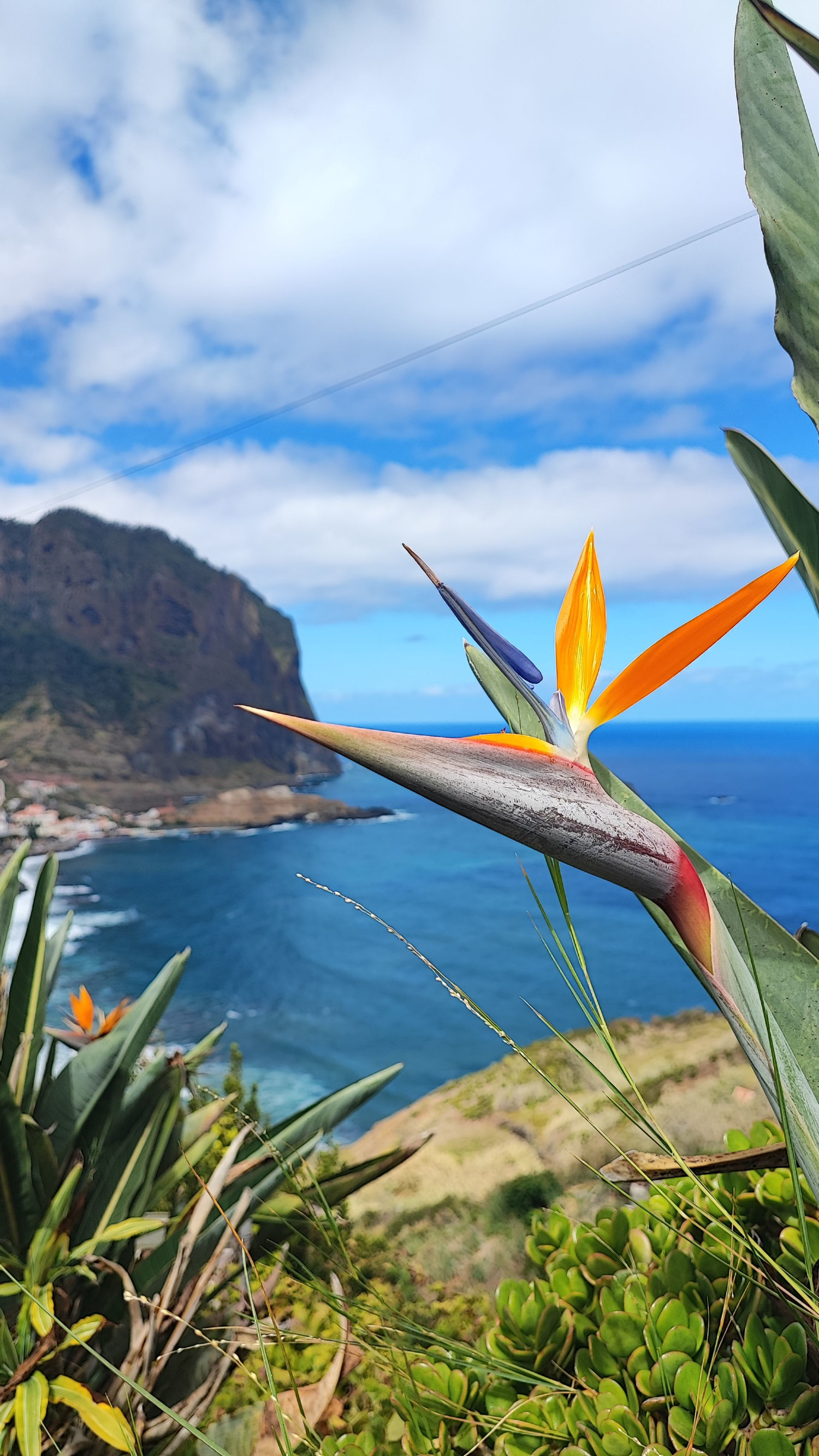 Мадейра – фотографии