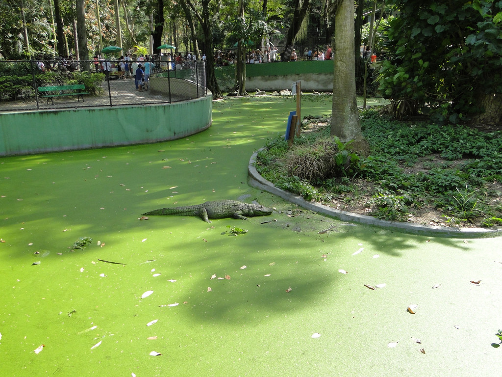 Крокодила в зоопарке Рио – фотографии Бразилии