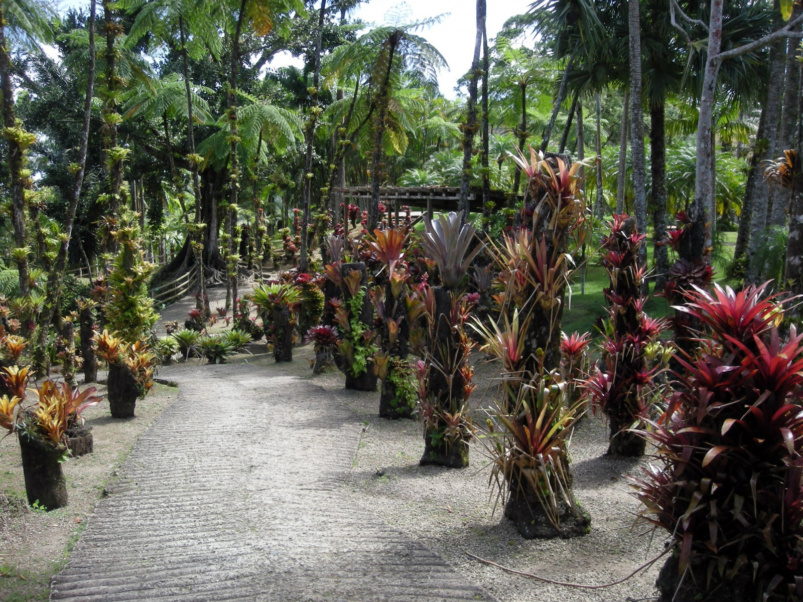 Ботанический сад Балата (Jardin de Balata), Мартиника – фотографии Мартиники