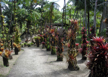 Ботанический сад Балата (Jardin de Balata), Мартиника – фотографии Мартиники