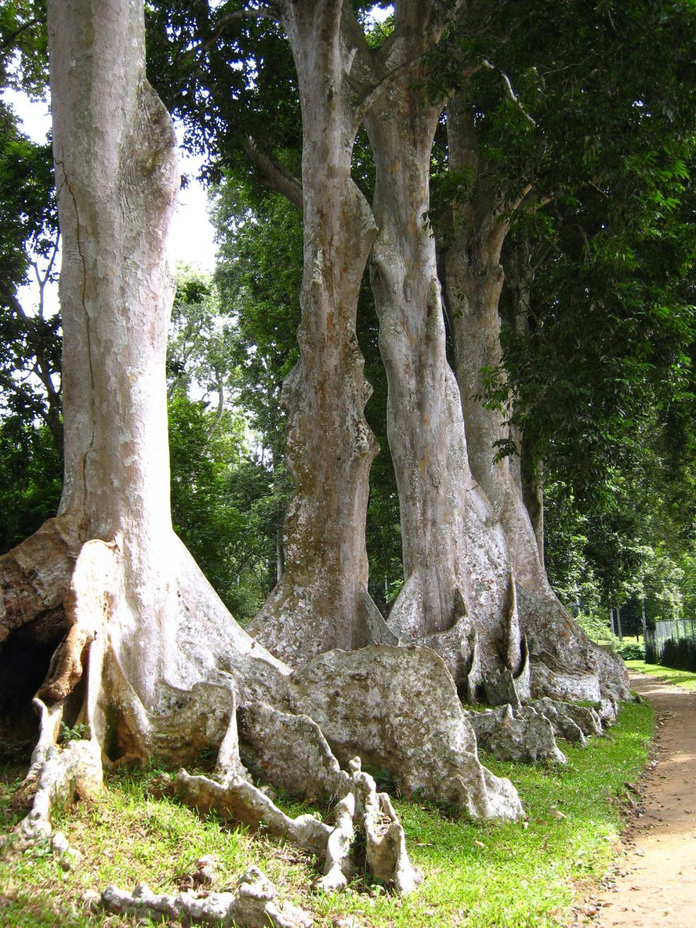 Канди, Шри-Ланка, фото № 51417 – фотографии Шри-Ланки