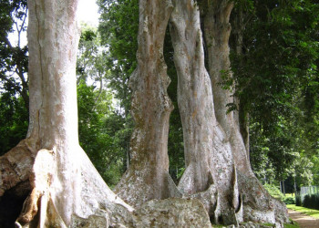 Канди, Шри-Ланка, фото № 51417 – фотографии Шри-Ланки