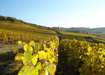 Плантация в Эперне, Франция – фотографии Франции