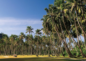 Деревья на острове Норт, Сейшелы – фотографии Сейшельских островов