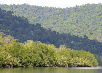 Природа в Кохконге, Камбоджа. Фото 1 – фотографии Камбоджи