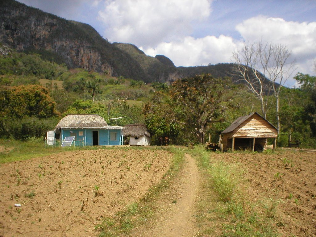 Поля в Пинар дель Рио провинция, Куба. Фото 8 – фотографии Кубы