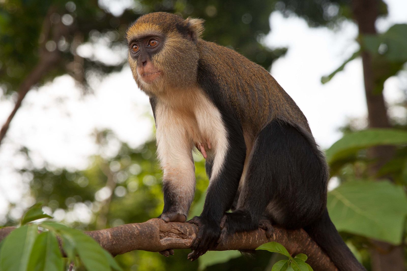 Жительница Ганы – фотографии Ганы