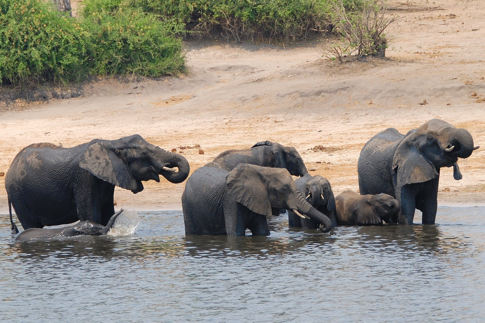 Chobe_elephants – фотографии Ботсваны