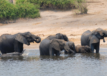 Chobe_elephants – фотографии Ботсваны