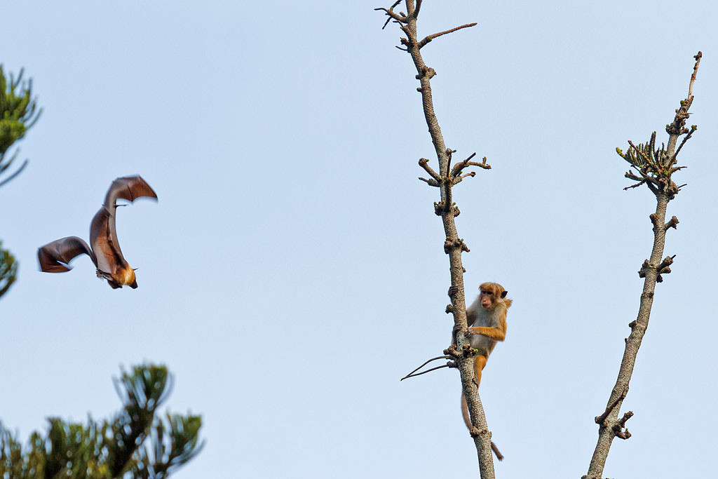 Мартышка и летучая мышь в Ботаническом саду Канди – фотографии Шри-Ланки