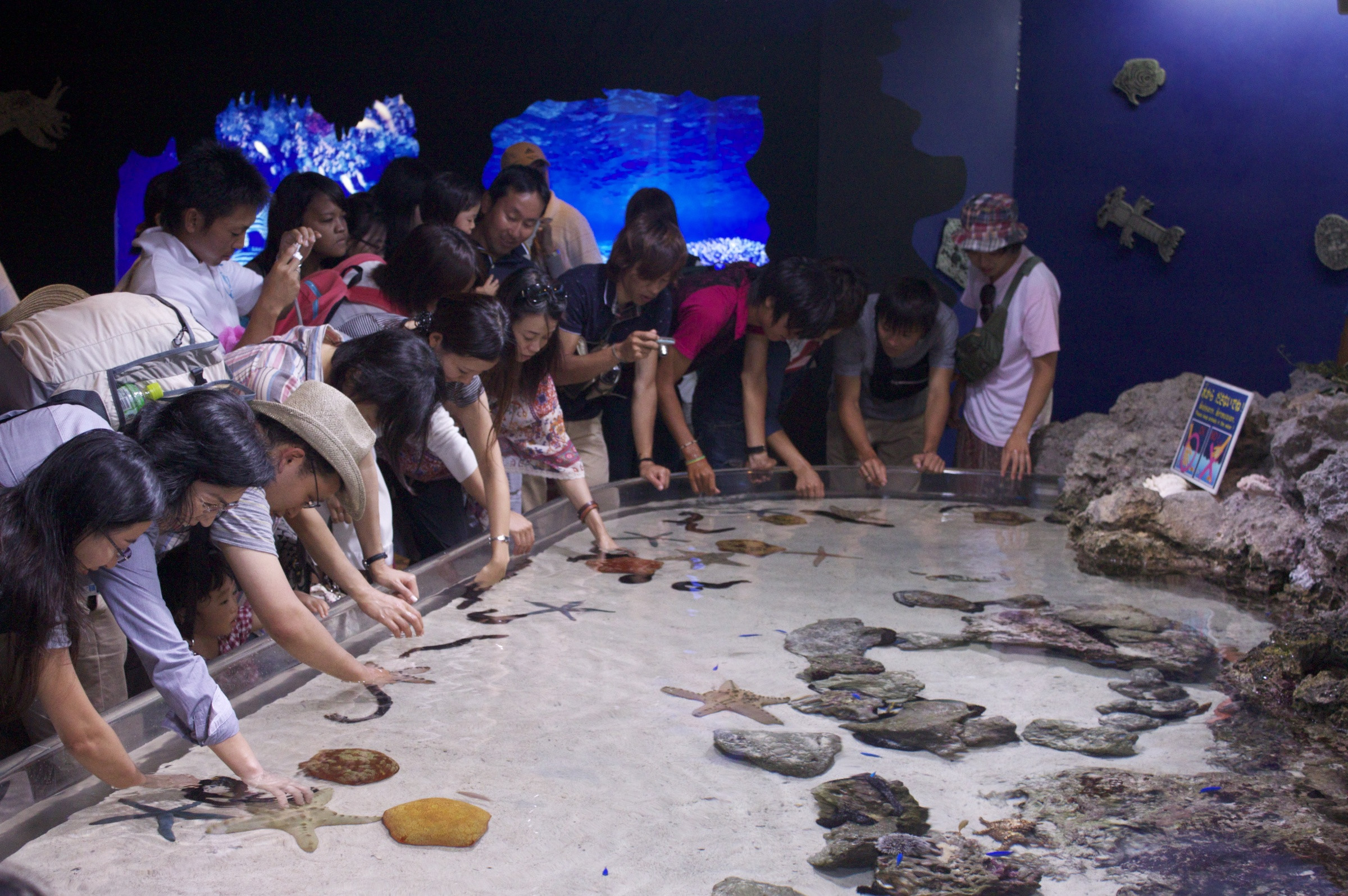 Экскурсия в океанариуме «Окинава Тюрауми» – фотографии Японии