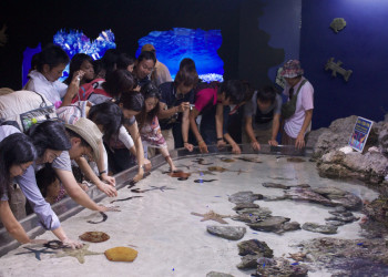 Экскурсия в океанариуме «Окинава Тюрауми» – фотографии Японии